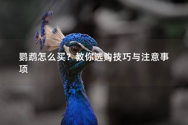 鹦鹉怎么买？教你选购技巧与注意事项