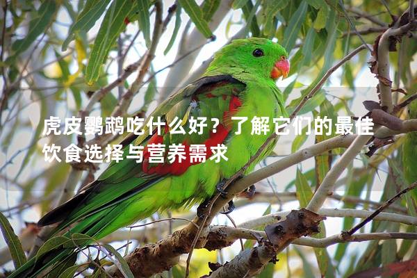 虎皮鹦鹉吃什么好？了解它们的最佳饮食选择与营养需求