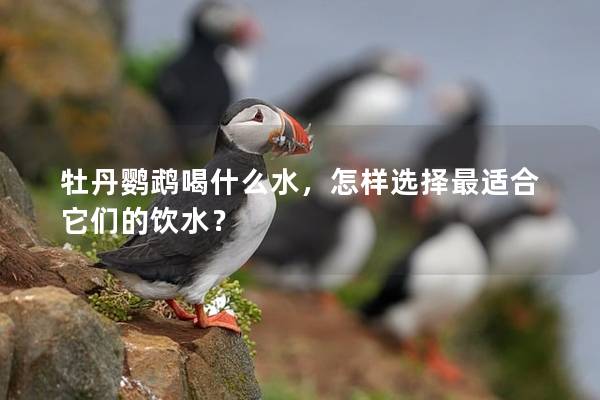 牡丹鹦鹉喝什么水，怎样选择最适合它们的饮水？