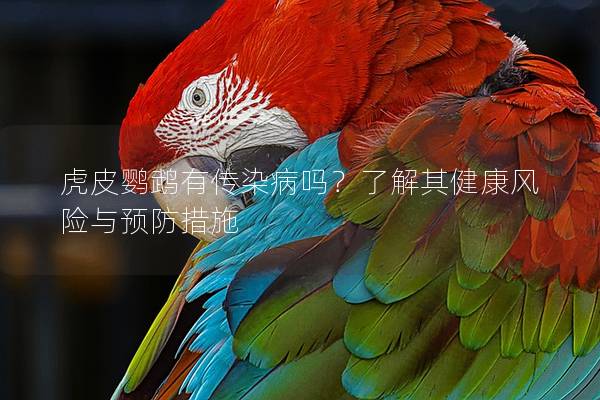 虎皮鹦鹉有传染病吗？了解其健康风险与预防措施