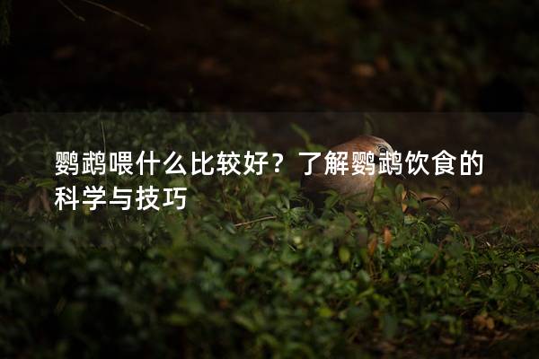 鹦鹉喂什么比较好？了解鹦鹉饮食的科学与技巧