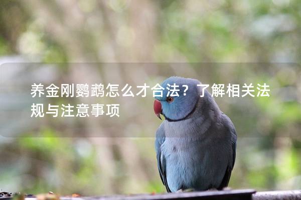 养金刚鹦鹉怎么才合法？了解相关法规与注意事项