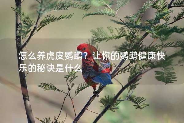 怎么养虎皮鹦鹉？让你的鹦鹉健康快乐的秘诀是什么