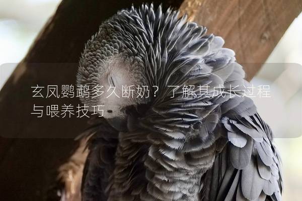 玄凤鹦鹉多久断奶？了解其成长过程与喂养技巧