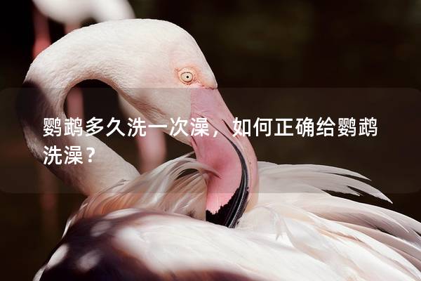 鹦鹉多久洗一次澡，如何正确给鹦鹉洗澡？