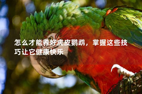 怎么才能养好虎皮鹦鹉，掌握这些技巧让它健康快乐