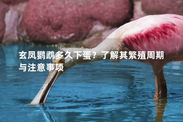 玄凤鹦鹉多久下蛋？了解其繁殖周期与注意事项