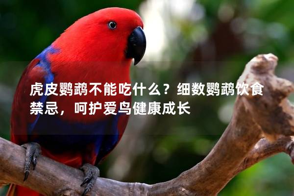 虎皮鹦鹉不能吃什么？细数鹦鹉饮食禁忌，呵护爱鸟健康成长