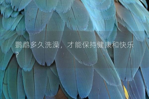鹦鹉多久洗澡，才能保持健康和快乐？