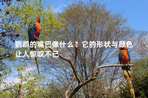 鹦鹉的嘴巴像什么？它的形状与颜色让人惊叹不已