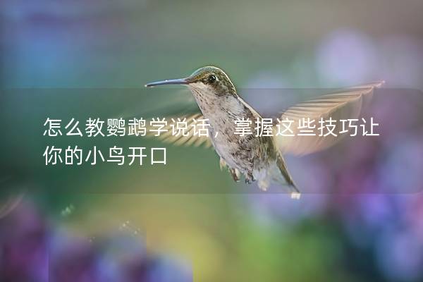 怎么教鹦鹉学说话，掌握这些技巧让你的小鸟开口