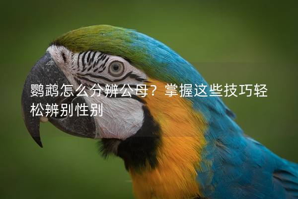 鹦鹉怎么分辨公母？掌握这些技巧轻松辨别性别