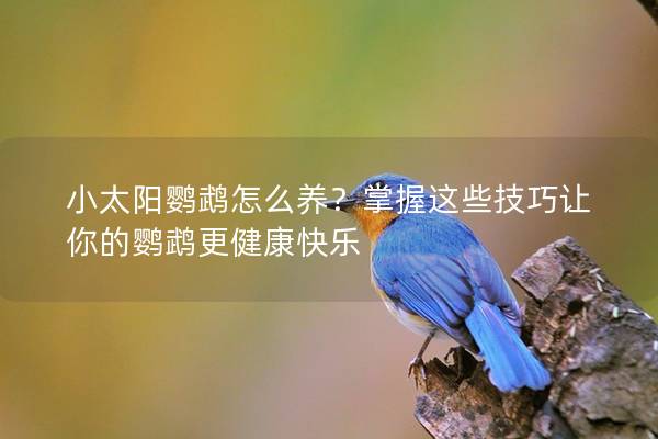 小太阳鹦鹉怎么养？掌握这些技巧让你的鹦鹉更健康快乐