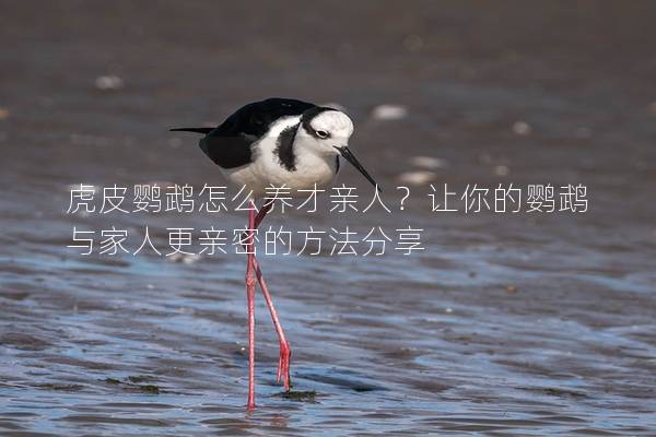 虎皮鹦鹉怎么养才亲人？让你的鹦鹉与家人更亲密的方法分享