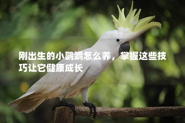 刚出生的小鹦鹉怎么养，掌握这些技巧让它健康成长