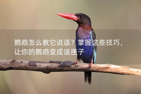 鹦鹉怎么教它说话？掌握这些技巧，让你的鹦鹉变成话匣子