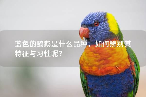 蓝色的鹦鹉是什么品种，如何辨别其特征与习性呢？