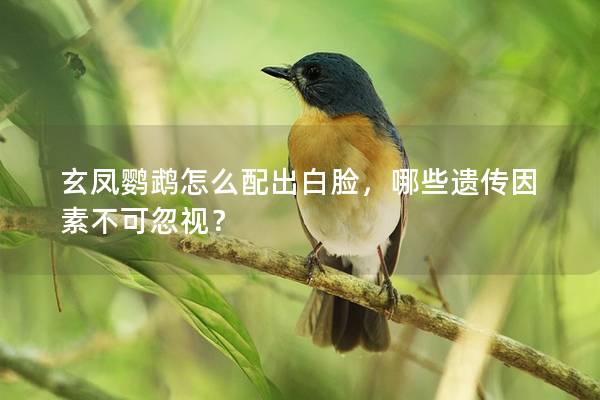 玄凤鹦鹉怎么配出白脸，哪些遗传因素不可忽视？