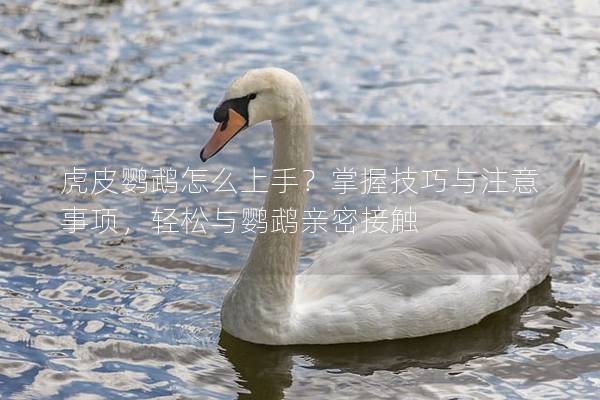 虎皮鹦鹉怎么上手？掌握技巧与注意事项，轻松与鹦鹉亲密接触