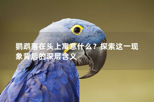 鹦鹉落在头上寓意什么？探索这一现象背后的深层含义