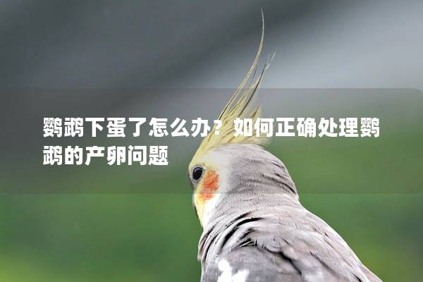 鹦鹉下蛋了怎么办？如何正确处理鹦鹉的产卵问题