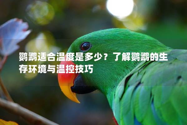 鹦鹉适合温度是多少？了解鹦鹉的生存环境与温控技巧