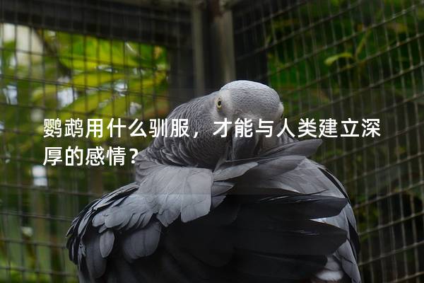 鹦鹉用什么驯服，才能与人类建立深厚的感情？