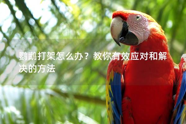 鹦鹉打架怎么办？教你有效应对和解决的方法