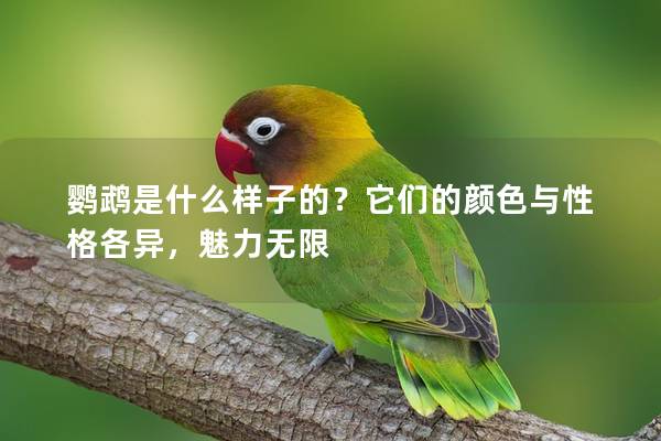 鹦鹉是什么样子的？它们的颜色与性格各异，魅力无限