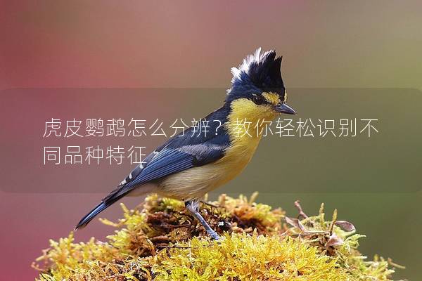 虎皮鹦鹉怎么分辨？教你轻松识别不同品种特征