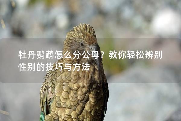 牡丹鹦鹉怎么分公母？教你轻松辨别性别的技巧与方法