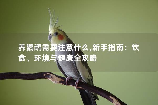 养鹦鹉需要注意什么,新手指南：饮食、环境与健康全攻略