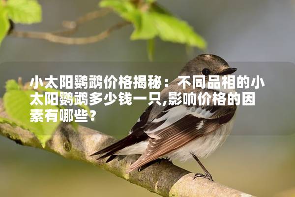 小太阳鹦鹉价格揭秘：不同品相的小太阳鹦鹉多少钱一只,影响价格的因素有哪些？