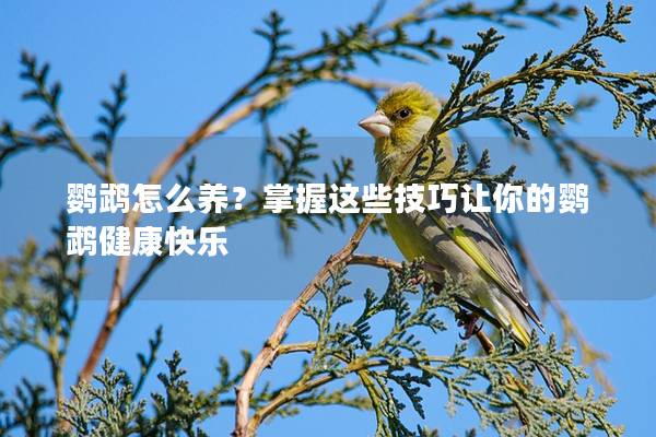 鹦鹉怎么养？掌握这些技巧让你的鹦鹉健康快乐