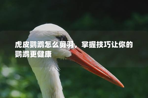 虎皮鹦鹉怎么剪羽，掌握技巧让你的鹦鹉更健康