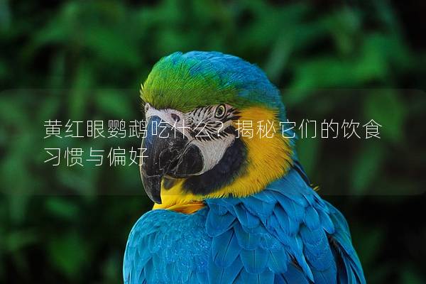 黄红眼鹦鹉吃什么？揭秘它们的饮食习惯与偏好