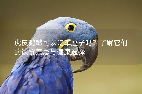 虎皮鹦鹉可以吃车厘子吗？了解它们的饮食禁忌与健康选择
