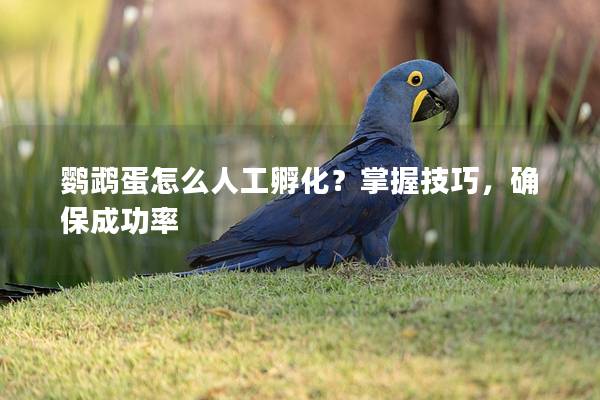 鹦鹉蛋怎么人工孵化？掌握技巧，确保成功率