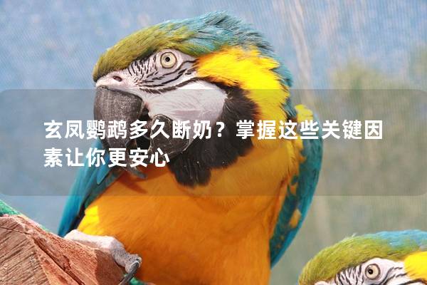 玄凤鹦鹉多久断奶？掌握这些关键因素让你更安心