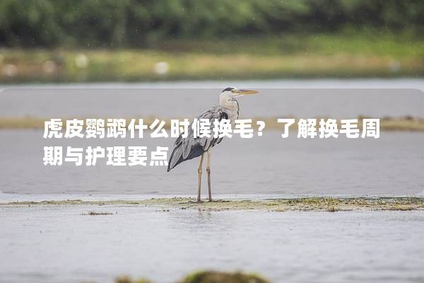 虎皮鹦鹉什么时候换毛？了解换毛周期与护理要点