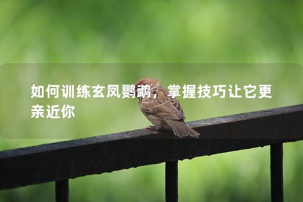 如何训练玄凤鹦鹉，掌握技巧让它更亲近你