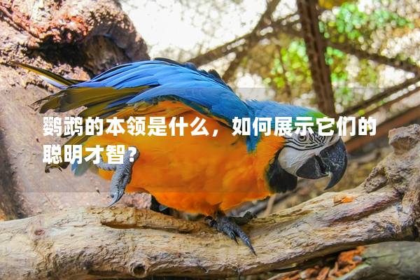 鹦鹉的本领是什么，如何展示它们的聪明才智？