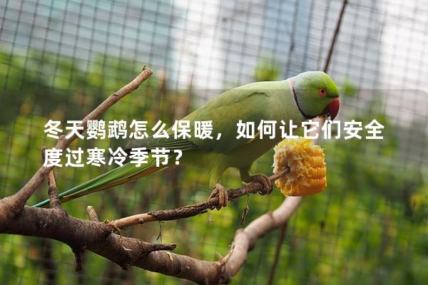 冬天鹦鹉怎么保暖，如何让它们安全度过寒冷季节？