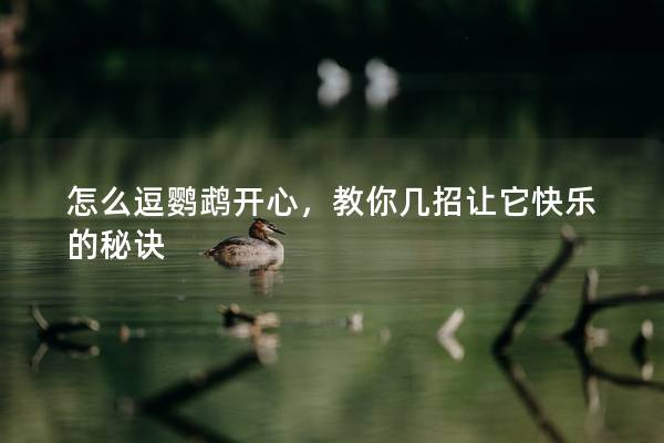 怎么逗鹦鹉开心，教你几招让它快乐的秘诀