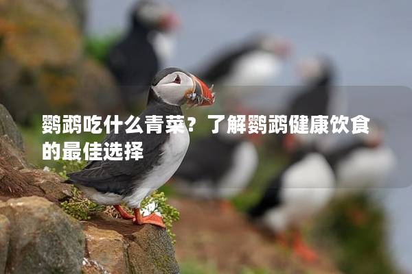 鹦鹉吃什么青菜？了解鹦鹉健康饮食的最佳选择