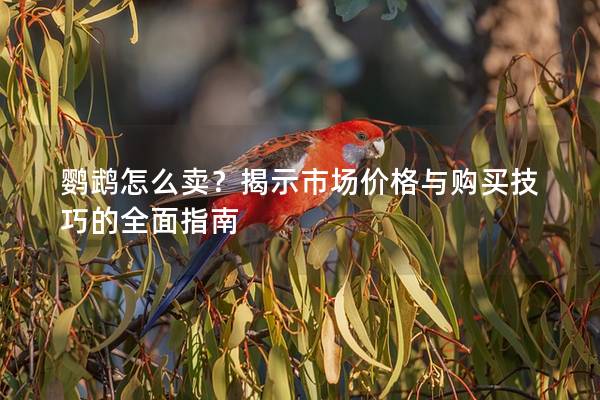 鹦鹉怎么卖？揭示市场价格与购买技巧的全面指南