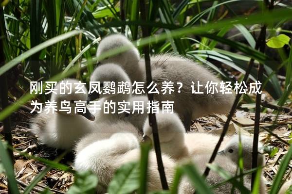 刚买的玄凤鹦鹉怎么养？让你轻松成为养鸟高手的实用指南