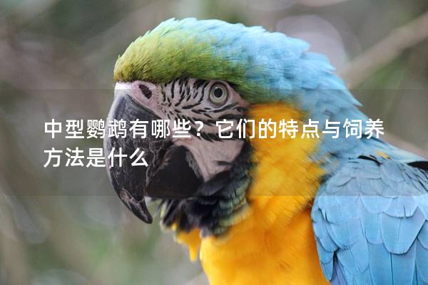 中型鹦鹉有哪些？它们的特点与饲养方法是什么
