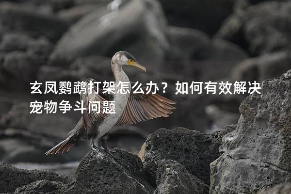 玄凤鹦鹉打架怎么办？如何有效解决宠物争斗问题