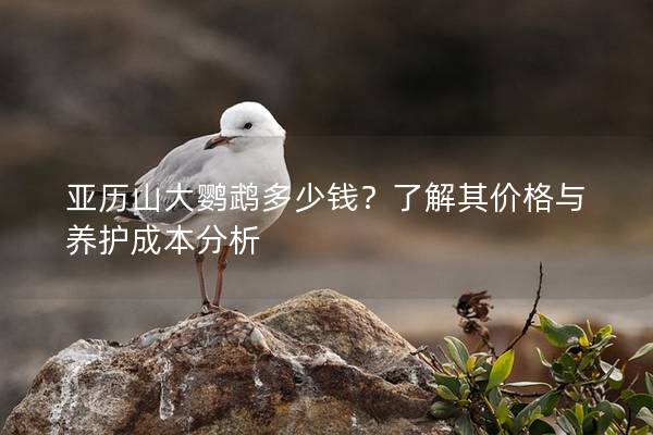 亚历山大鹦鹉多少钱？了解其价格与养护成本分析